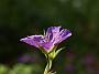 Geranium x hybridum Nimbus_4